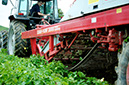 14_Digging potatoes in the summer 3
